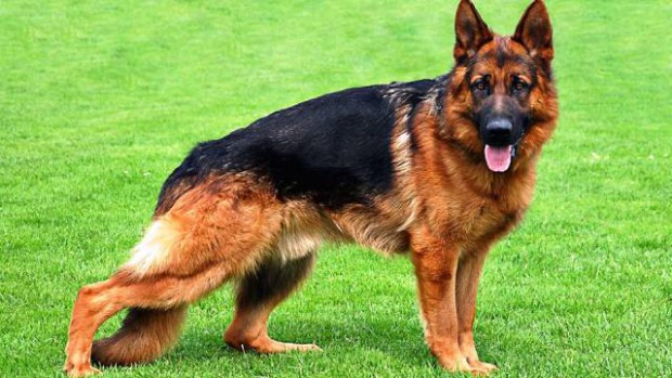 3-german-sheperd