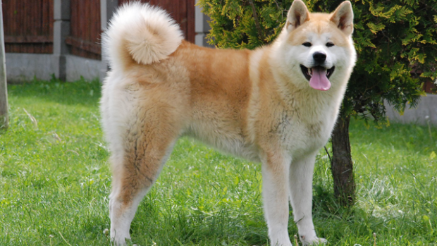 akita_inu_2