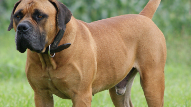 boerboel