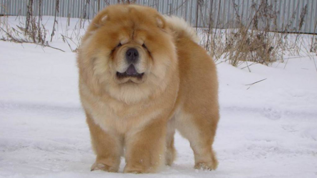 chow-chow-2