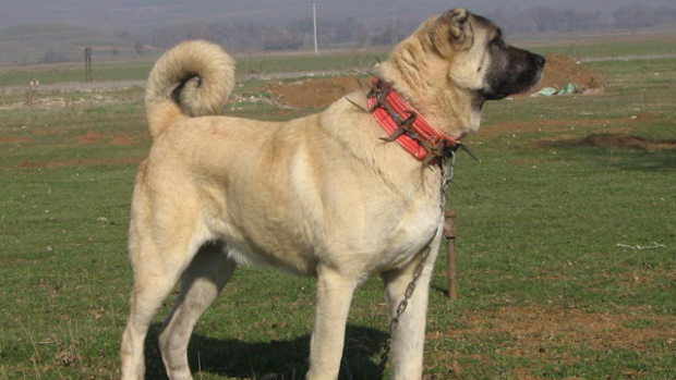 kangal2