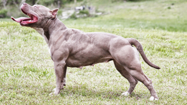 pitbull_2