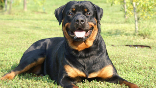 rottweiler_2